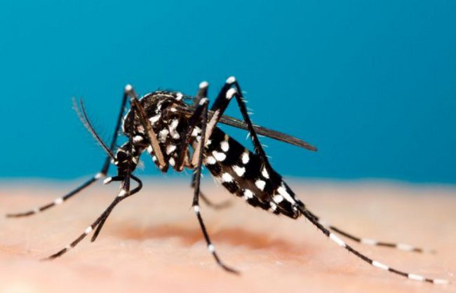 Authorities Warn Pasadena Of Zika Virus
